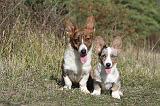 CORGI CARDIGAN 030
